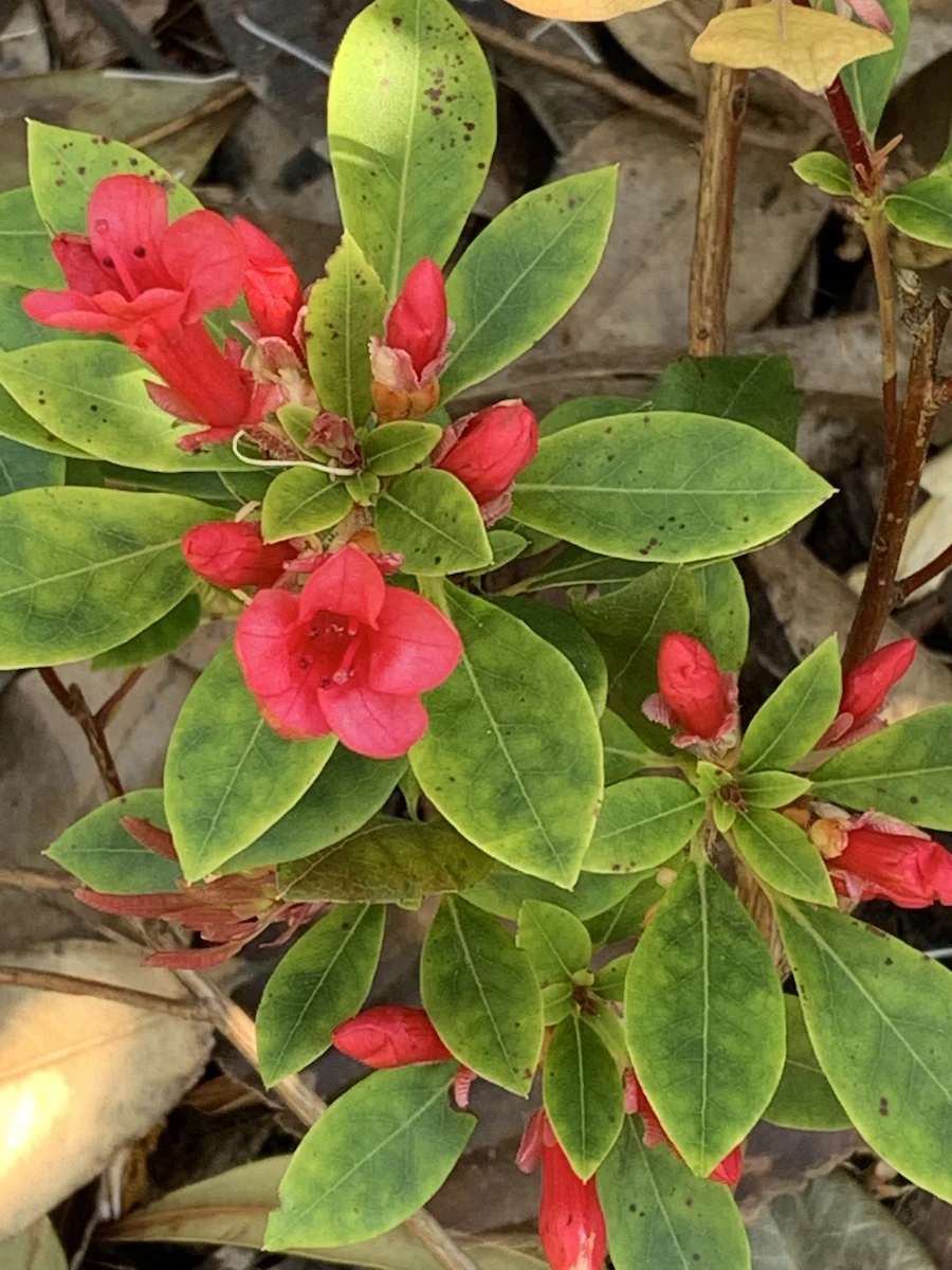 vialii
